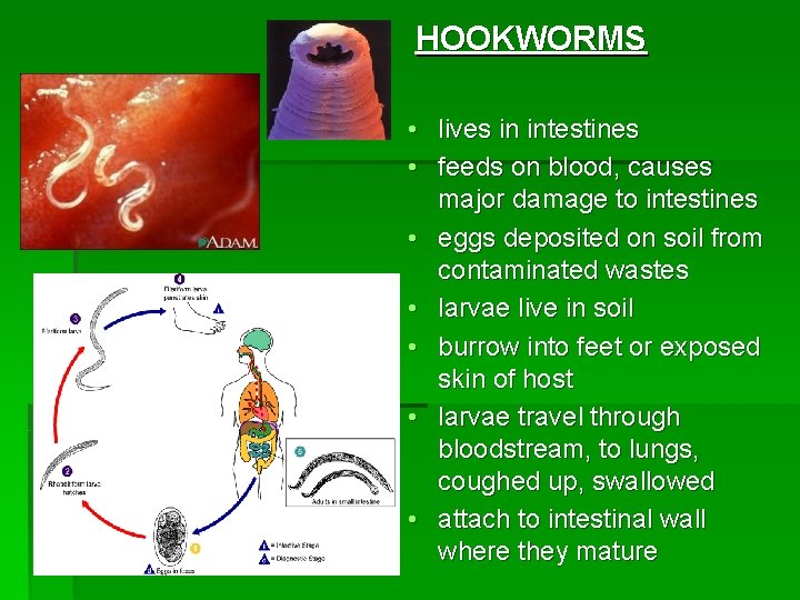 HOOKWORMS • lives in intestines • feeds on blood, causes major damage to intestines HOOKWORMS • lives in intestines • feeds on blood, causes major damage to intestines
