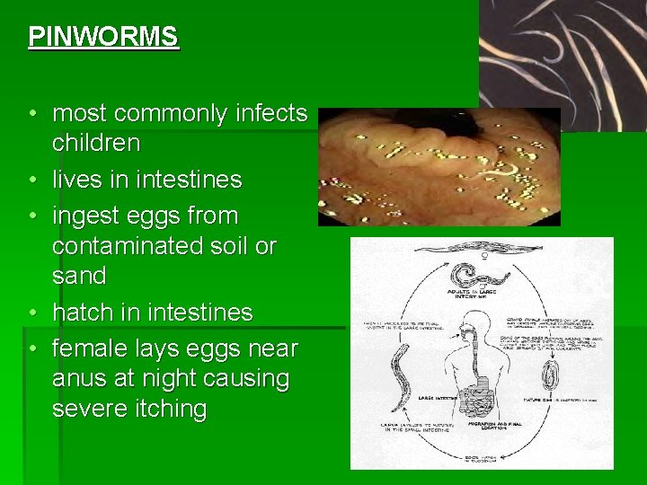 PINWORMS • most commonly infects children • lives in intestines • ingest eggs from PINWORMS • most commonly infects children • lives in intestines • ingest eggs from