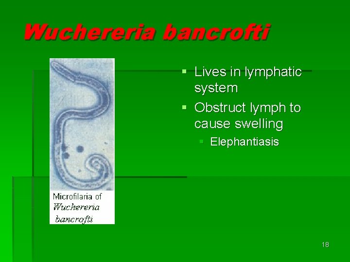 Wuchereria bancrofti § Lives in lymphatic system § Obstruct lymph to cause swelling § Wuchereria bancrofti § Lives in lymphatic system § Obstruct lymph to cause swelling §