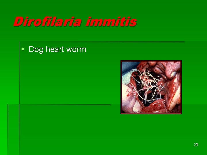 Dirofilaria immitis § Dog heart worm 25 Dirofilaria immitis § Dog heart worm 25