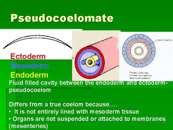 Pseudocoelomate Ectoderm Mesoderm Endoderm Fluid filled cavity between the endoderm and ectodermpseudocoelom Differs from Pseudocoelomate Ectoderm Mesoderm Endoderm Fluid filled cavity between the endoderm and ectodermpseudocoelom Differs from