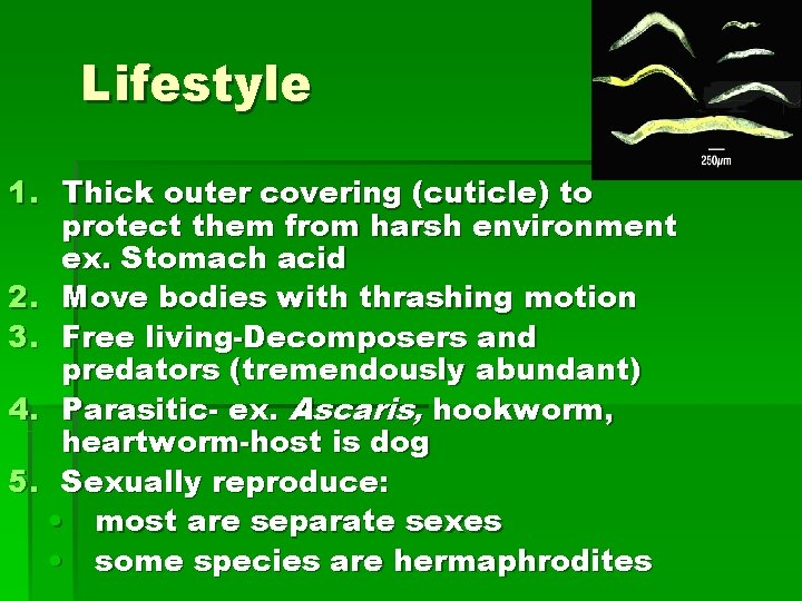 Lifestyle 1. Thick outer covering (cuticle) to protect them from harsh environment ex. Stomach Lifestyle 1. Thick outer covering (cuticle) to protect them from harsh environment ex. Stomach