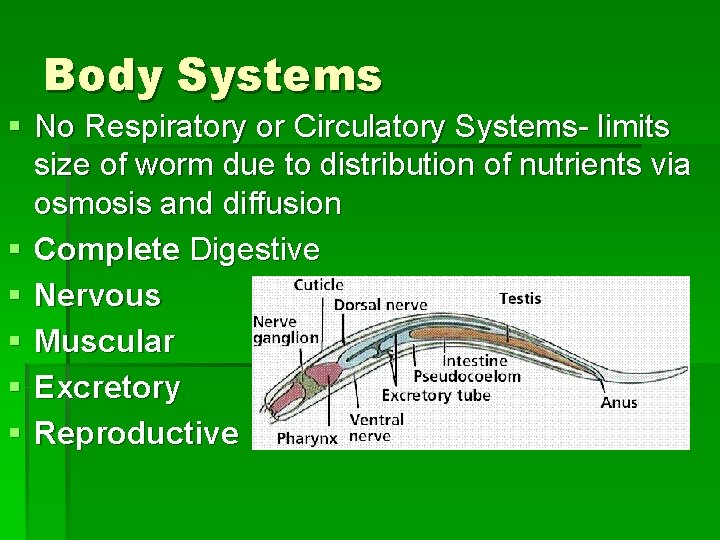 Body Systems § No Respiratory or Circulatory Systems- limits size of worm due to Body Systems § No Respiratory or Circulatory Systems- limits size of worm due to