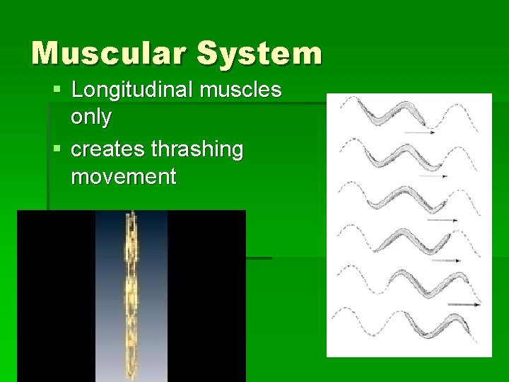 Muscular System § Longitudinal muscles only § creates thrashing movement Muscular System § Longitudinal muscles only § creates thrashing movement