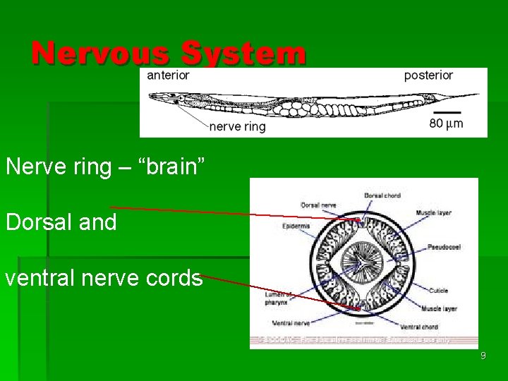 Nervous System Nerve ring – “brain” Dorsal and ventral nerve cords 9 Nervous System Nerve ring – “brain” Dorsal and ventral nerve cords 9