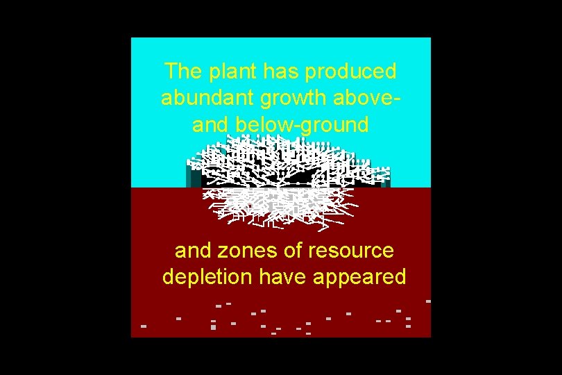 The plant has produced abundant growth aboveand below-ground and zones of resource depletion have