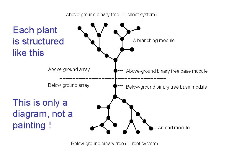Above-ground binary tree ( = shoot system) Each plant is structured like this A