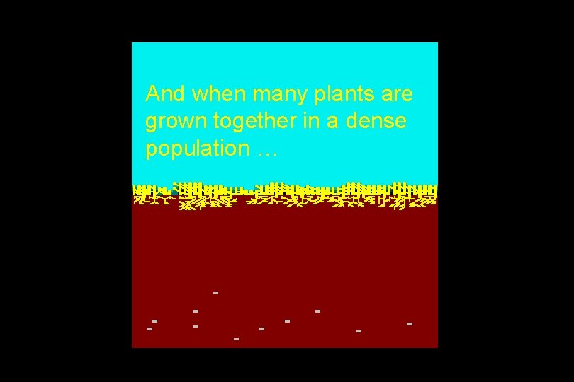 And when many plants are grown together in a dense population … 