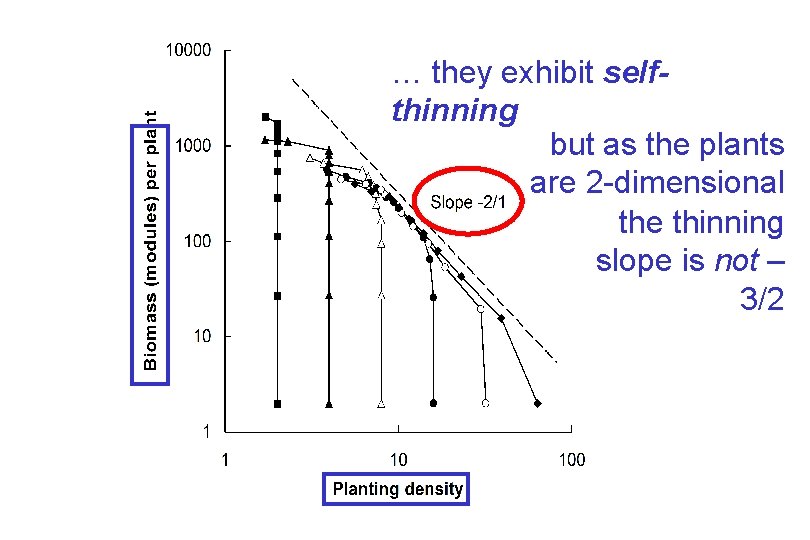 … they exhibit selfthinning but as the plants are 2 -dimensional the thinning slope