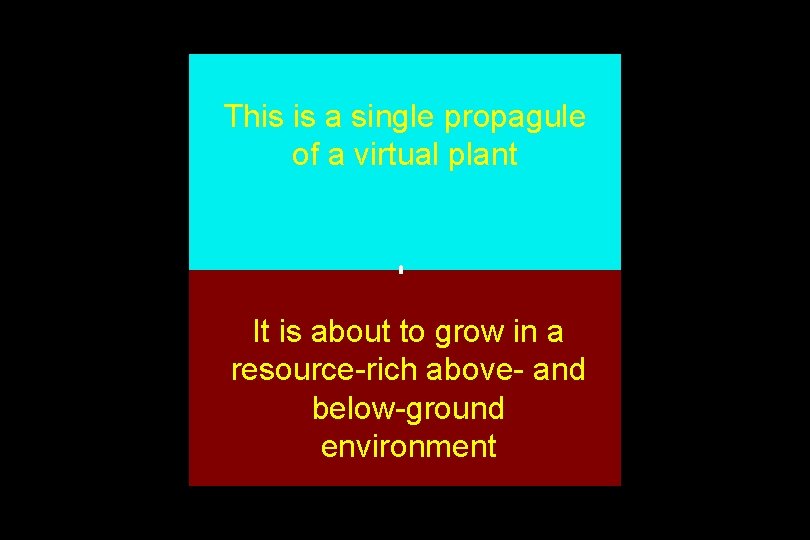 This is a single propagule of a virtual plant It is about to grow