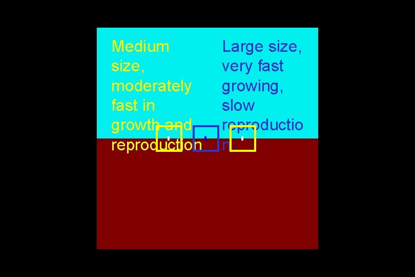 Medium size, moderately fast in growth and reproduction Large size, very fast growing, slow
