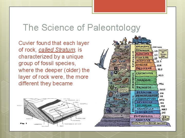 The Science of Paleontology Cuvier found that each layer of rock, called Stratum, is