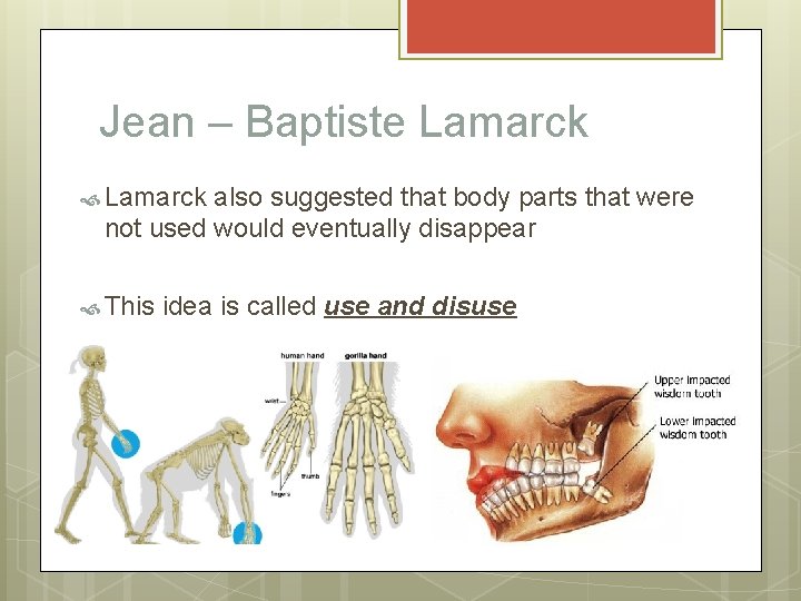 Jean – Baptiste Lamarck also suggested that body parts that were not used would