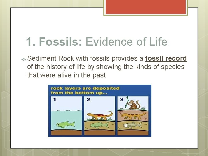 1. Fossils: Evidence of Life Sediment Rock with fossils provides a fossil record of