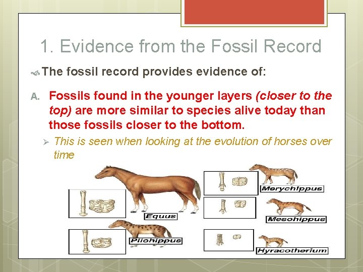 1. Evidence from the Fossil Record The A. fossil record provides evidence of: Fossils