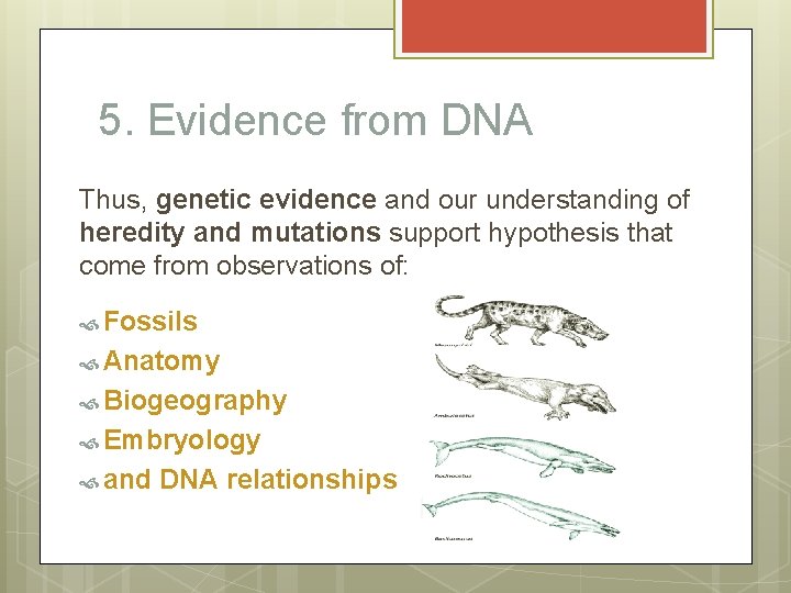 5. Evidence from DNA Thus, genetic evidence and our understanding of heredity and mutations