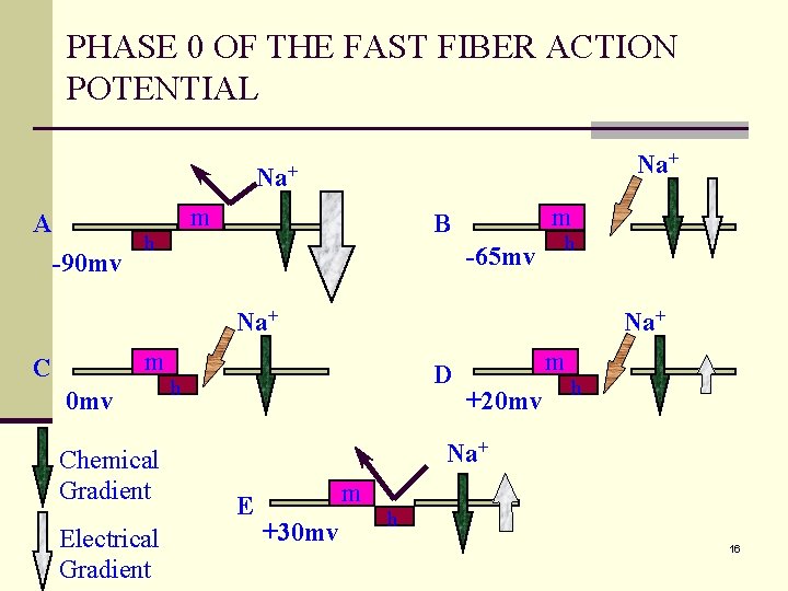 PHASE 0 OF THE FAST FIBER ACTION POTENTIAL Na+ m A -90 mv m