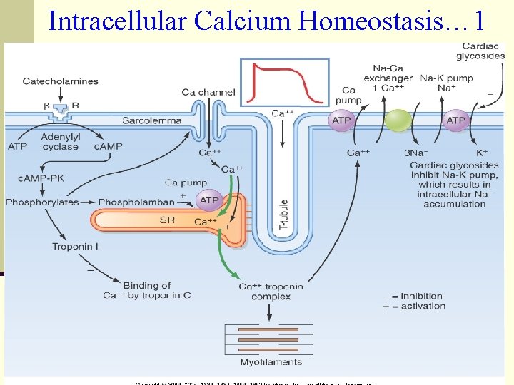 Intracellular Calcium Homeostasis… 1 20 