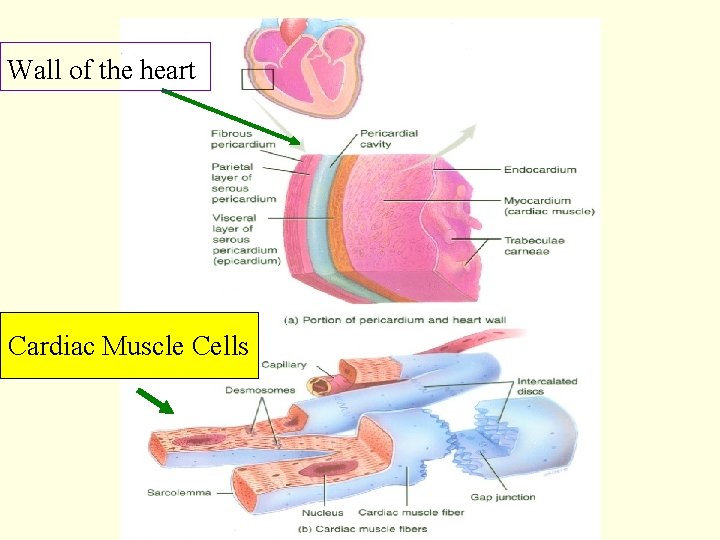 Wall of the heart Cardiac Muscle Cells 