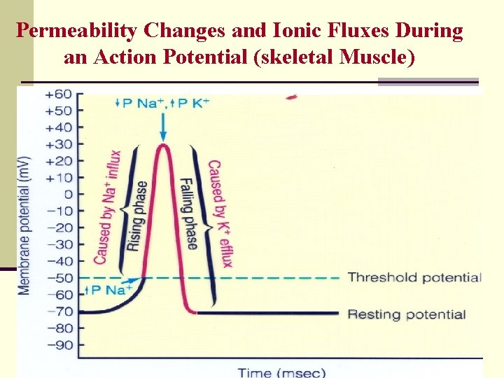 Permeability Changes and Ionic Fluxes During an Action Potential (skeletal Muscle) 7 
