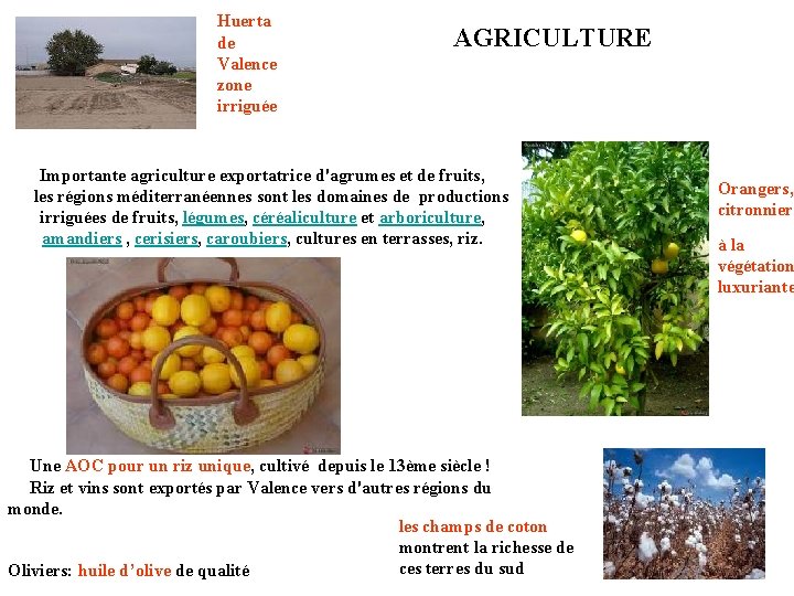 Huerta de Valence zone irriguée AGRICULTURE Importante agriculture exportatrice d'agrumes et de fruits, les