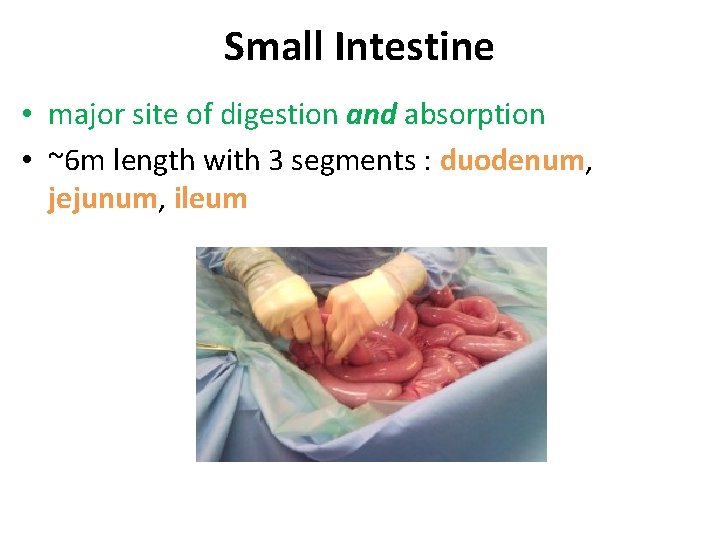 Small Intestine • major site of digestion and absorption • ~6 m length with