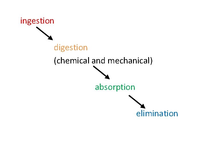 ingestion digestion (chemical and mechanical) absorption elimination 