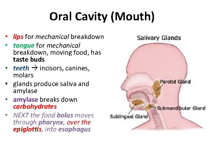 Oral Cavity (Mouth) • lips for mechanical breakdown • tongue for mechanical breakdown, moving