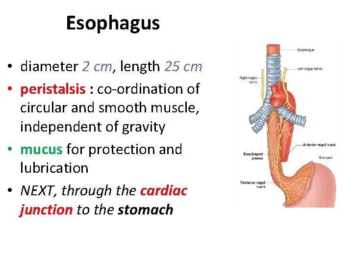 Esophagus • diameter 2 cm, length 25 cm • peristalsis : co-ordination of circular