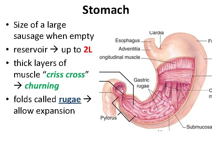 Stomach • Size of a large sausage when empty • reservoir up to 2