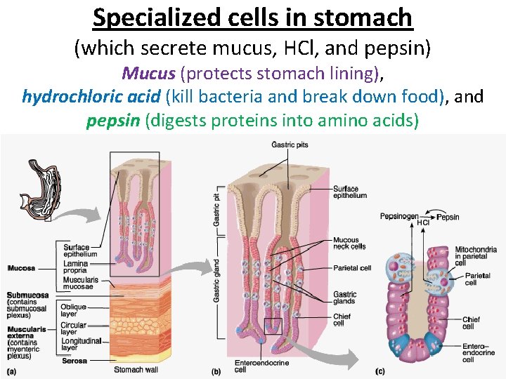 Specialized cells in stomach (which secrete mucus, HCl, and pepsin) Mucus (protects stomach lining),