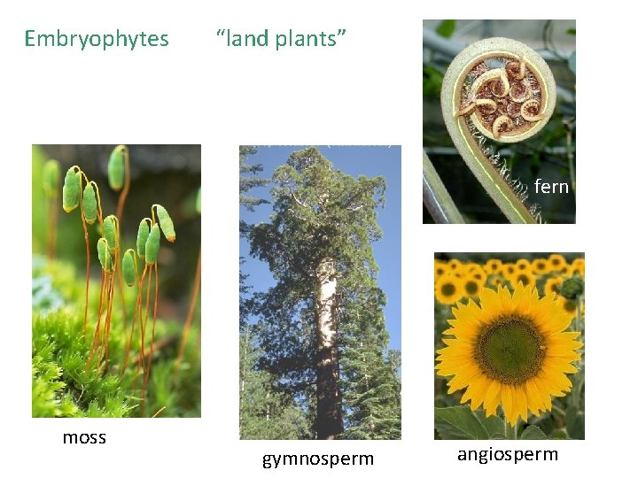 Embryophytes “land plants” fern moss gymnosperm angiosperm 