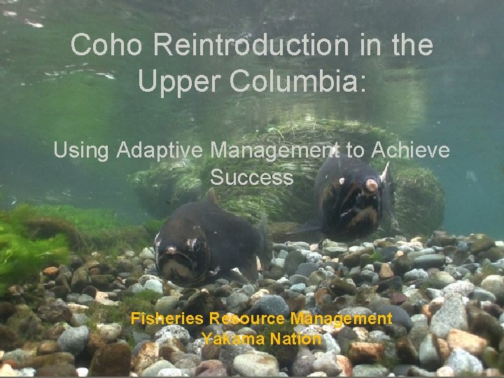 Coho Reintroduction in the Upper Columbia: Using Adaptive Management to Achieve Success Fisheries Resource