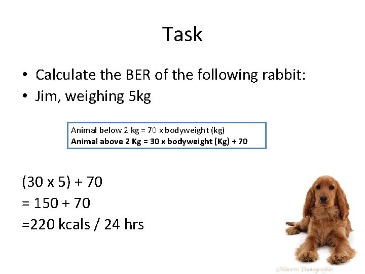 Task • Calculate the BER of the following rabbit: • Jim, weighing 5 kg