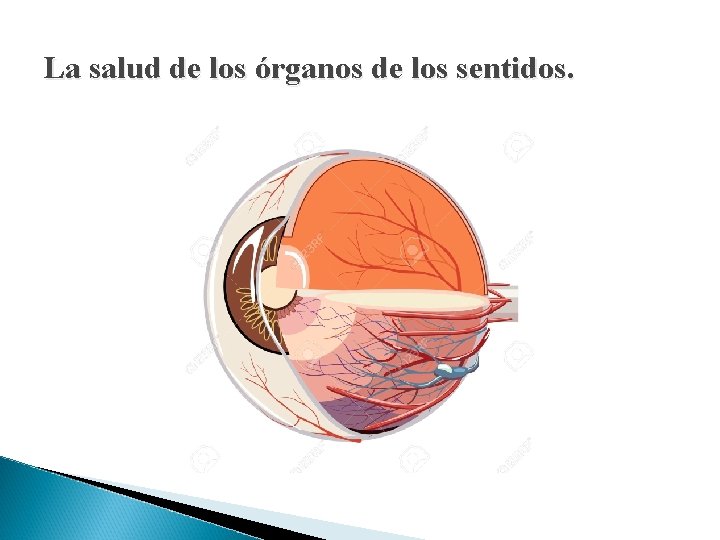 La salud de los órganos de los sentidos. 