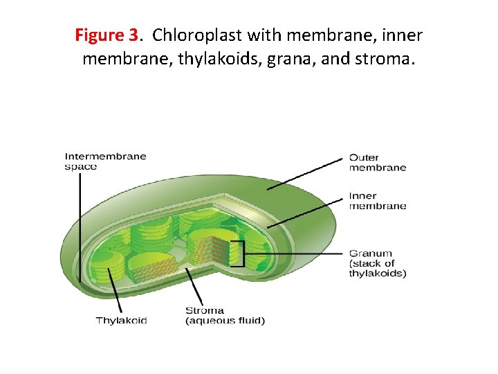 Figure 3. Chloroplast with membrane, inner membrane, thylakoids, grana, and stroma. 