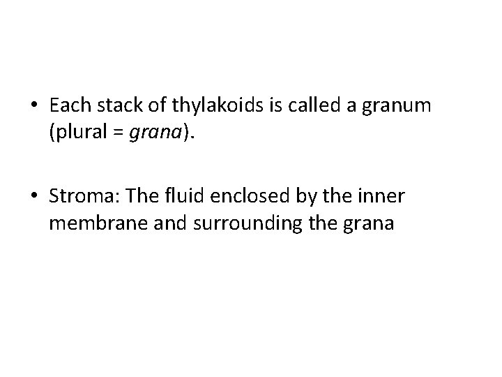  • Each stack of thylakoids is called a granum (plural = grana). •