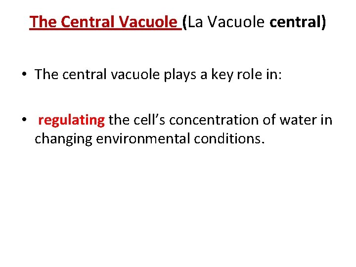 The Central Vacuole (La Vacuole central) • The central vacuole plays a key role
