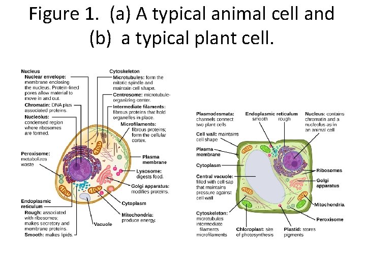 Figure 1. (a) A typical animal cell and (b) a typical plant cell. 