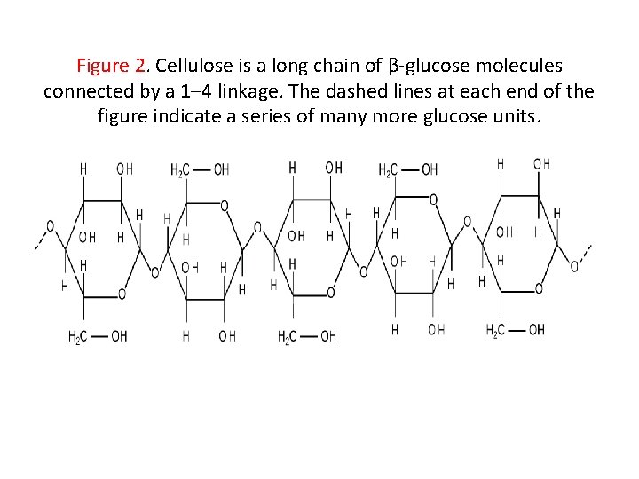 Figure 2. Cellulose is a long chain of β-glucose molecules connected by a 1–
