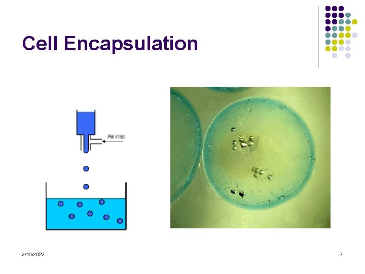 Cell Encapsulation 2/10/2022 7 