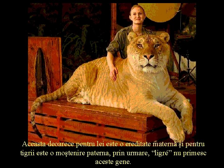 Aceasta deoarece pentru lei este o ereditate maternă şi pentru tigrii este o moştenire