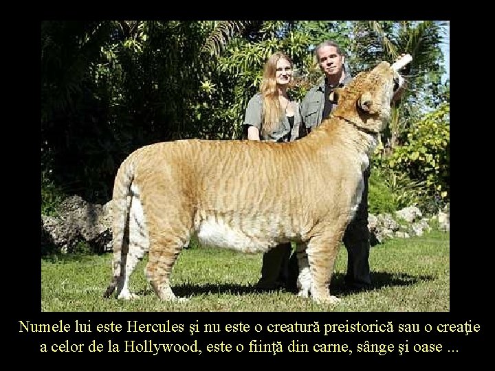Numele lui este Hercules şi nu este o creatură preistorică sau o creaţie a