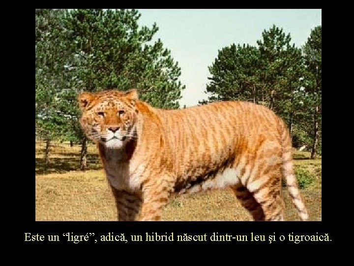 Este un “ligré”, adică, un hibrid născut dintr-un leu şi o tigroaică. 