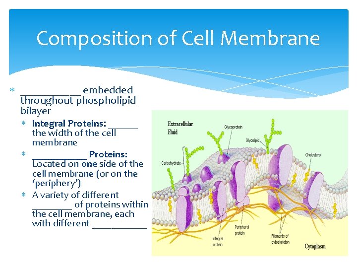Composition of Cell Membrane ______ embedded throughout phospholipid bilayer Integral Proteins: ______ the width