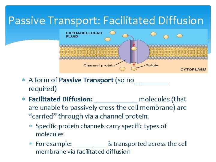 Passive Transport: Facilitated Diffusion A form of Passive Transport (so no _____ required) Facilitated
