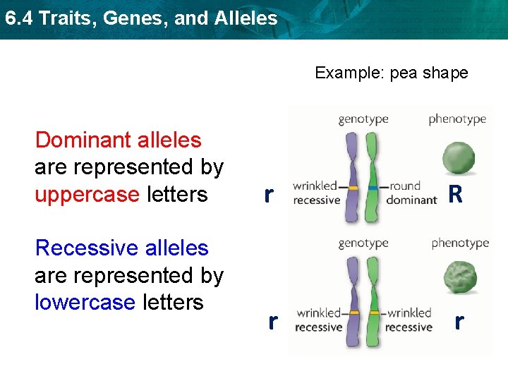 6. 4 Traits, Genes, and Alleles Example: pea shape Dominant alleles are represented by