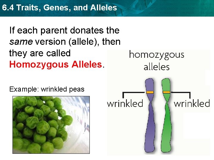 6. 4 Traits, Genes, and Alleles If each parent donates the same version (allele),