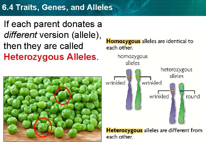 6. 4 Traits, Genes, and Alleles If each parent donates a different version (allele),