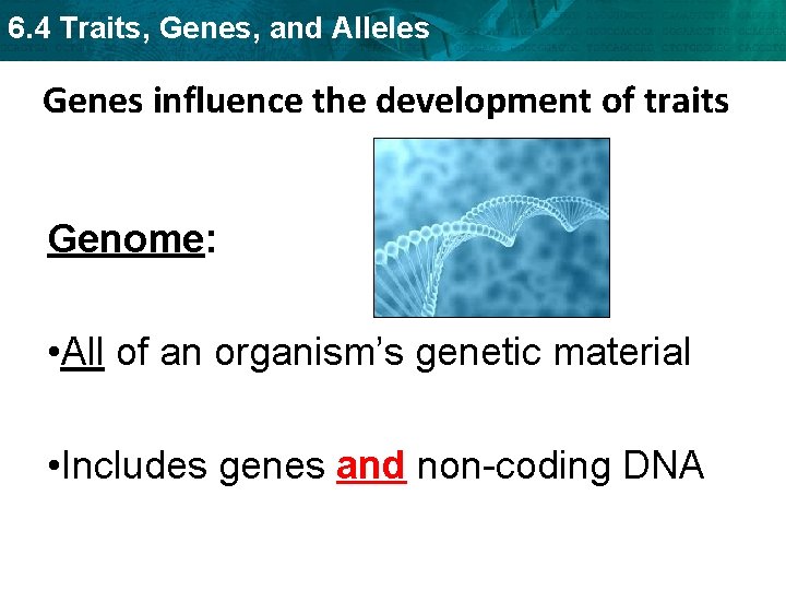 6. 4 Traits, Genes, and Alleles Genes influence the development of traits Genome: •
